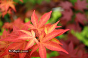 - Acer palmatum 'Gable's Glory' Chameleon Japanese Maple - Mr Maple │ Buy Japanese Maple Trees