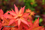- Acer palmatum 'Gable's Glory' Chameleon Japanese Maple - Mr Maple │ Buy Japanese Maple Trees