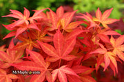 - Acer palmatum 'Gable's Glory' Chameleon Japanese Maple - Mr Maple │ Buy Japanese Maple Trees