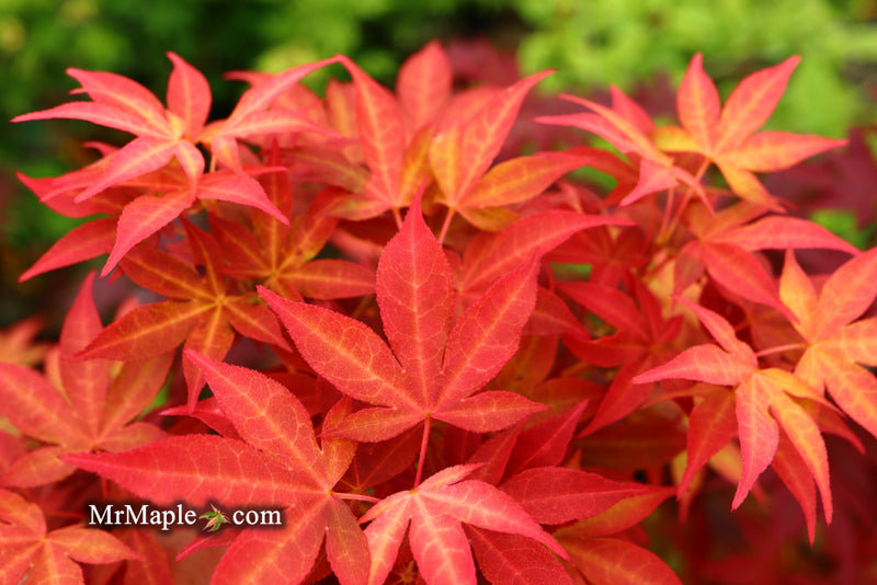 - Acer palmatum 'Gable's Glory' Chameleon Japanese Maple - Mr Maple │ Buy Japanese Maple Trees