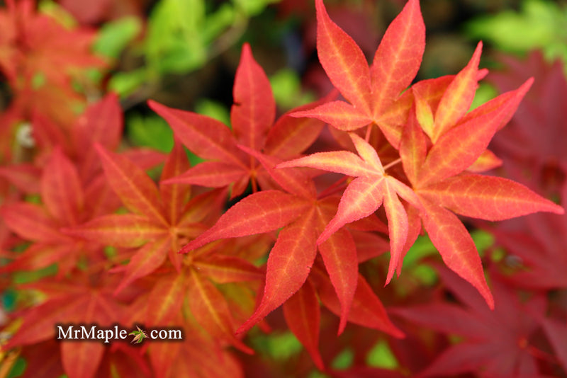 - Acer palmatum 'Gable's Glory' Chameleon Japanese Maple - Mr Maple │ Buy Japanese Maple Trees