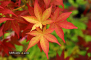 - Acer palmatum 'Gable's Glory' Chameleon Japanese Maple - Mr Maple │ Buy Japanese Maple Trees