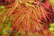 - Acer palmatum 'Baldsmith' Laceleaf Japanese Maple - Mr Maple │ Buy Japanese Maple Trees
