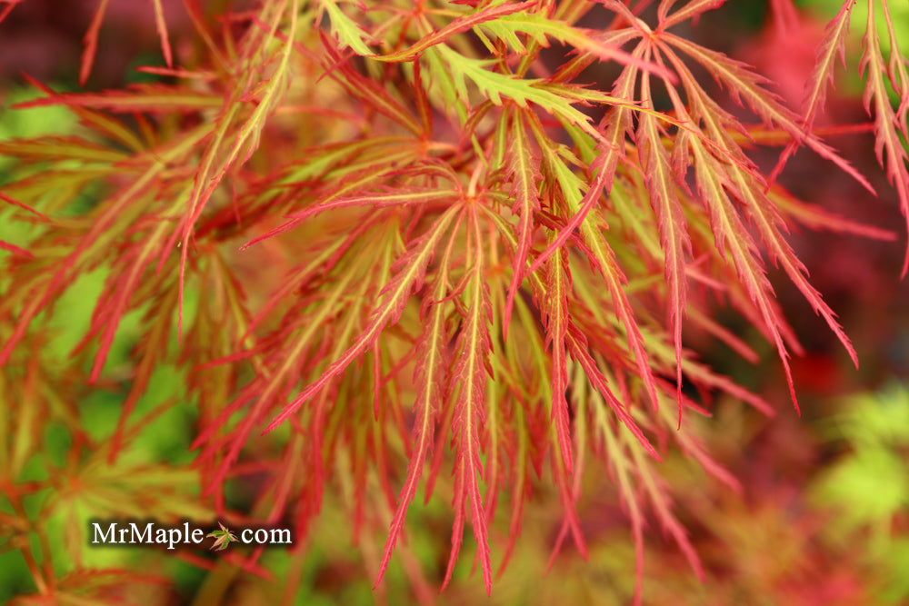 FOR PICKUP ONLY | Acer palmatum 'Baldsmith' Laceleaf Japanese Maple | DOES NOT SHIP