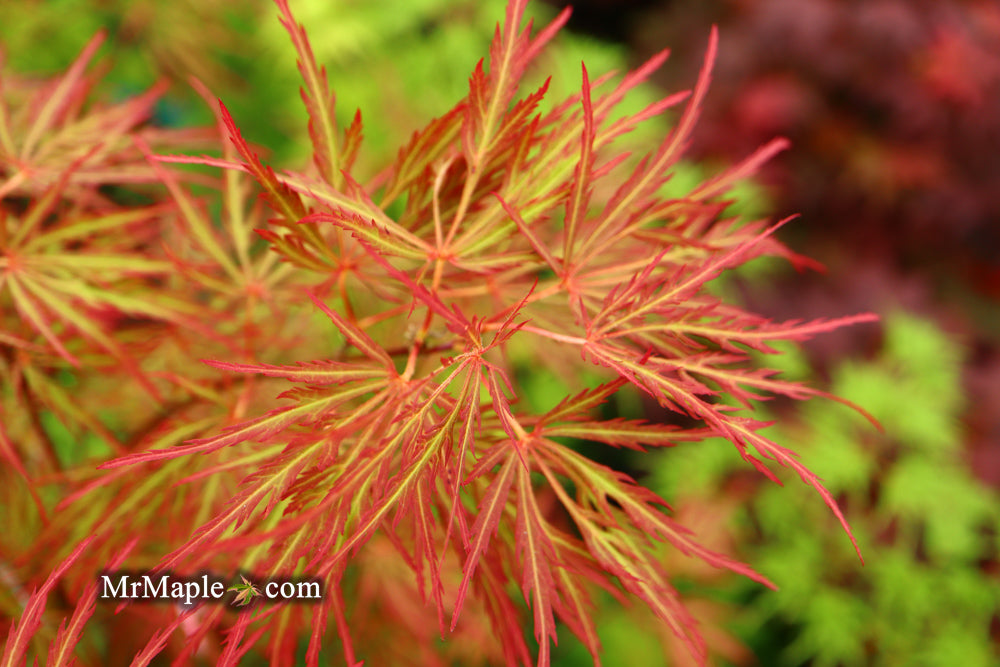 Acer palmatum 'Baldsmith' Laceleaf Japanese Maple
