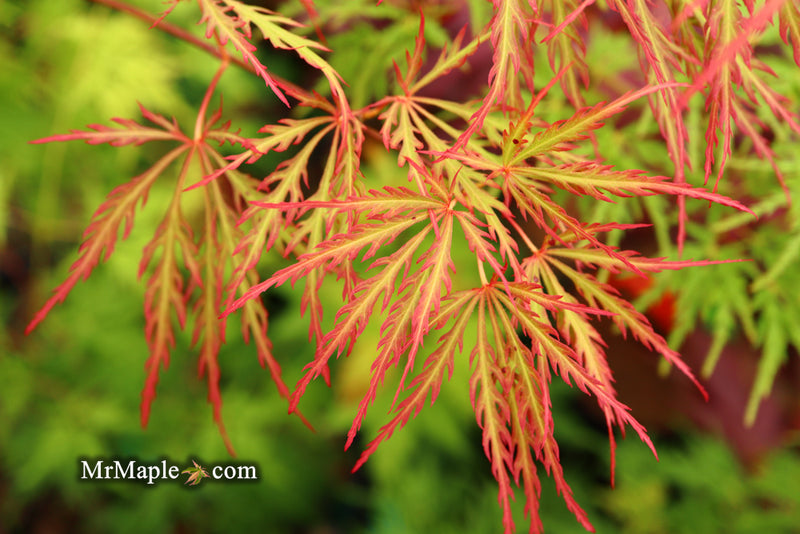 - Acer palmatum 'Baldsmith' Laceleaf Japanese Maple - Mr Maple │ Buy Japanese Maple Trees