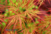 - Acer palmatum 'Baldsmith' Laceleaf Japanese Maple - Mr Maple │ Buy Japanese Maple Trees
