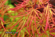 - Acer palmatum 'Baldsmith' Laceleaf Japanese Maple - Mr Maple │ Buy Japanese Maple Trees