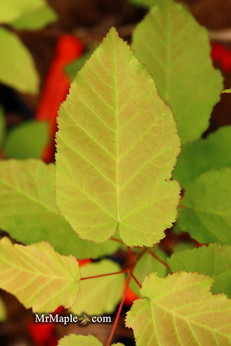 Acer tataricum ‘GarAnn’ Hot Wings Tatarian Maple