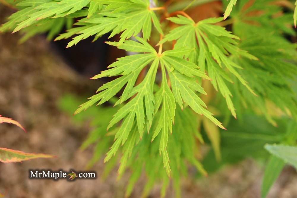Acer palmatum 'Sekimori' Weeping Japanese Maple