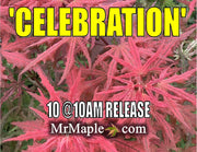 - Acer palmatum 'Celebration' Japanese Maple - Mr Maple │ Buy Japanese Maple Trees