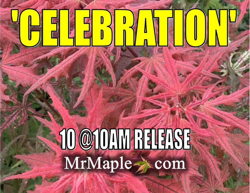 - Acer palmatum 'Celebration' Japanese Maple - Mr Maple │ Buy Japanese Maple Trees