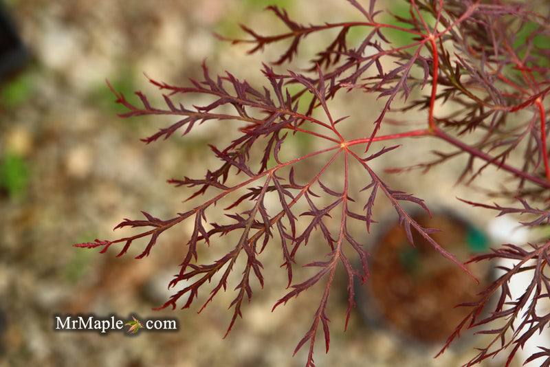 - Acer palmatum 'Red Filigree Lace' Dwarf Japanese Maple - Mr Maple │ Buy Japanese Maple Trees