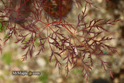 - Acer palmatum 'Red Filigree Lace' Dwarf Japanese Maple - Mr Maple │ Buy Japanese Maple Trees