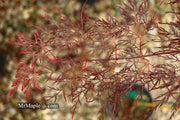 - Acer palmatum 'Red Filigree Lace' Dwarf Japanese Maple - Mr Maple │ Buy Japanese Maple Trees