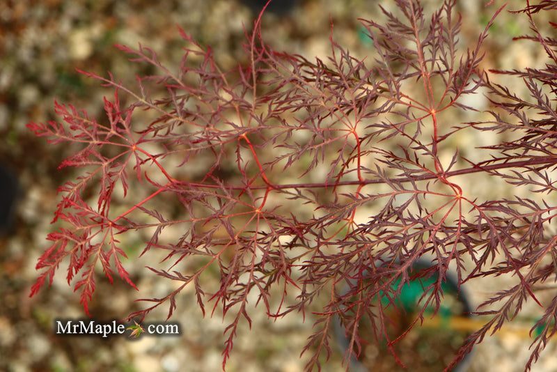 - Acer palmatum 'Red Filigree Lace' Dwarf Japanese Maple - Mr Maple │ Buy Japanese Maple Trees