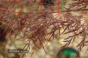 - Acer palmatum 'Red Filigree Lace' Dwarf Japanese Maple - Mr Maple │ Buy Japanese Maple Trees
