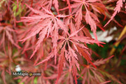 - Acer palmatum 'Red Dragon' Dwarf Japanese Maple - Mr Maple │ Buy Japanese Maple Trees