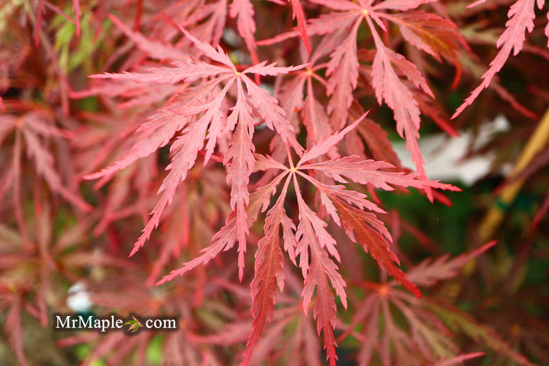 - Acer palmatum 'Red Dragon' Dwarf Japanese Maple - Mr Maple │ Buy Japanese Maple Trees