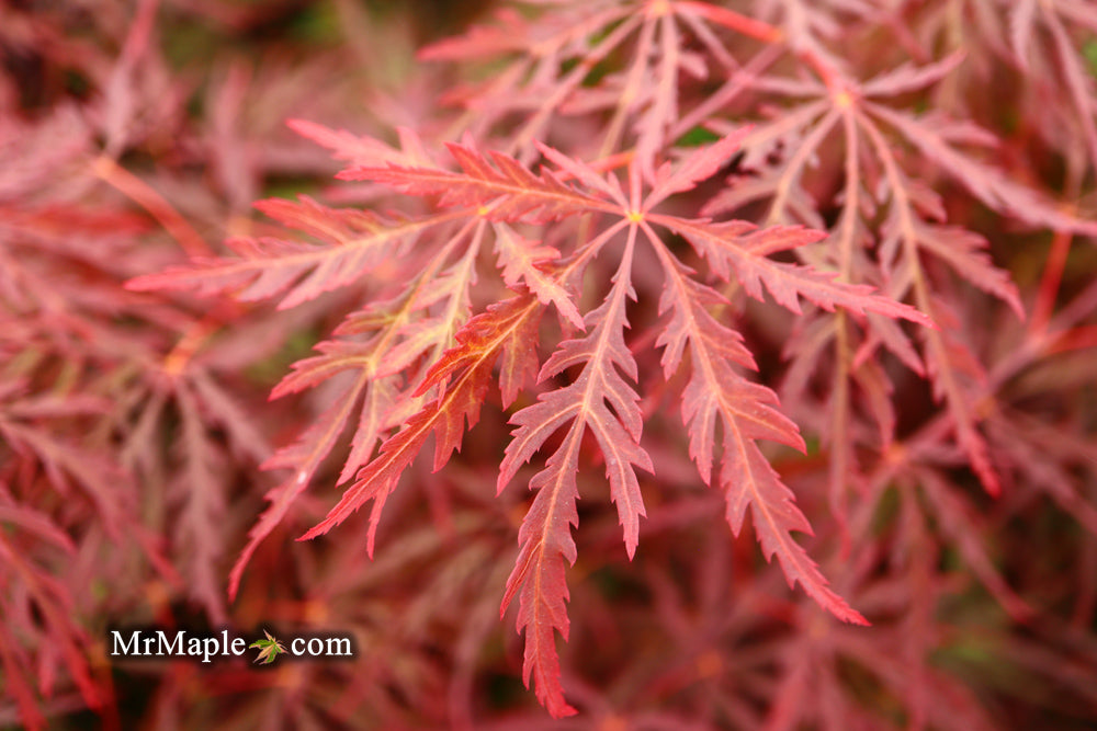 Acer palmatum 'Red Dragon' Dwarf Japanese Maple