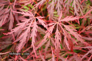 - Acer palmatum 'Red Dragon' Dwarf Japanese Maple - Mr Maple │ Buy Japanese Maple Trees