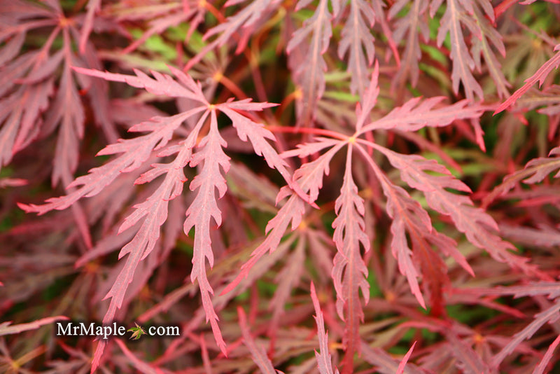 - Acer palmatum 'Red Dragon' Dwarf Japanese Maple - Mr Maple │ Buy Japanese Maple Trees