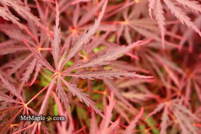 - Acer palmatum 'Red Dragon' Dwarf Japanese Maple - Mr Maple │ Buy Japanese Maple Trees