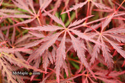- Acer palmatum 'Red Dragon' Dwarf Japanese Maple - Mr Maple │ Buy Japanese Maple Trees