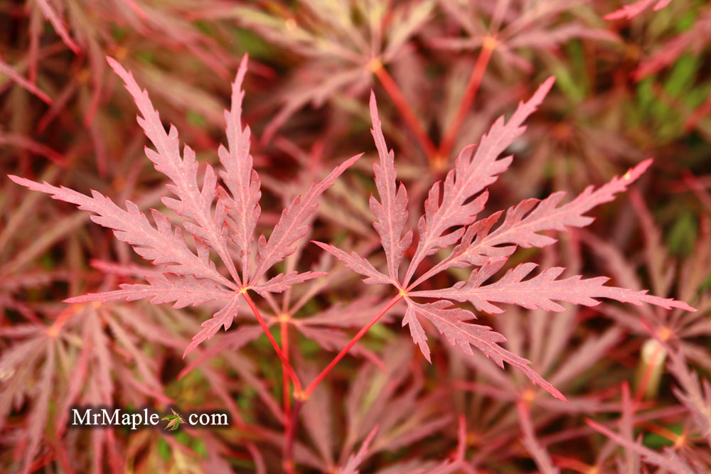 Acer palmatum 'Red Dragon' Dwarf Japanese Maple
