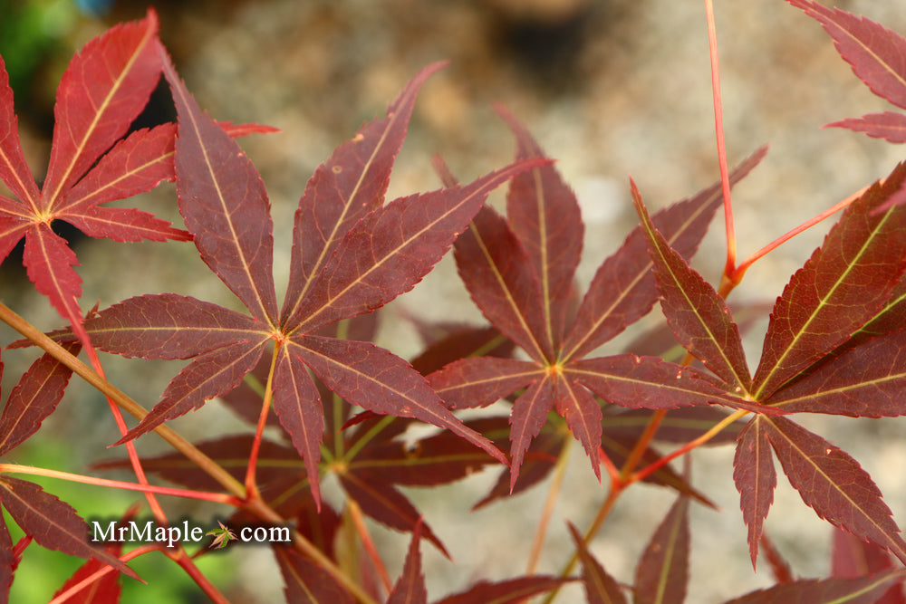 Acer palmatum 'Blackbeard's Gold' Japanese Maple