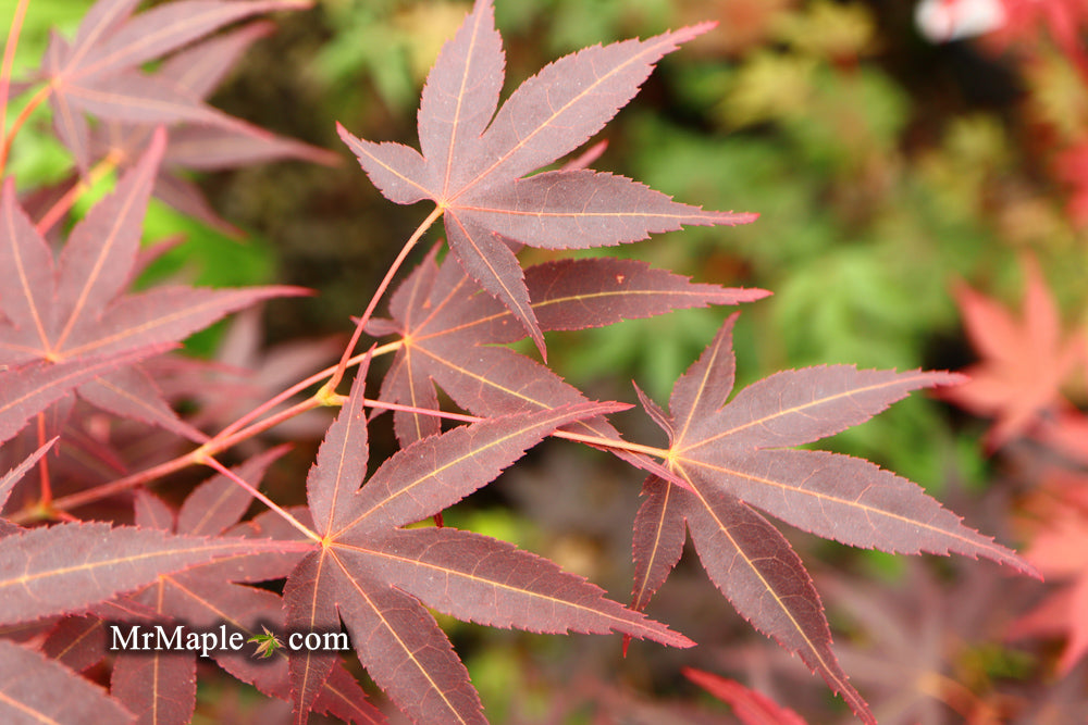Acer palmatum 'Koriba' Japanese Maple