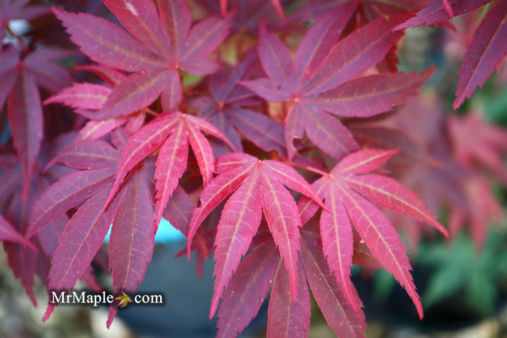 Acer palmatum 'Pixie' Japanese Maple