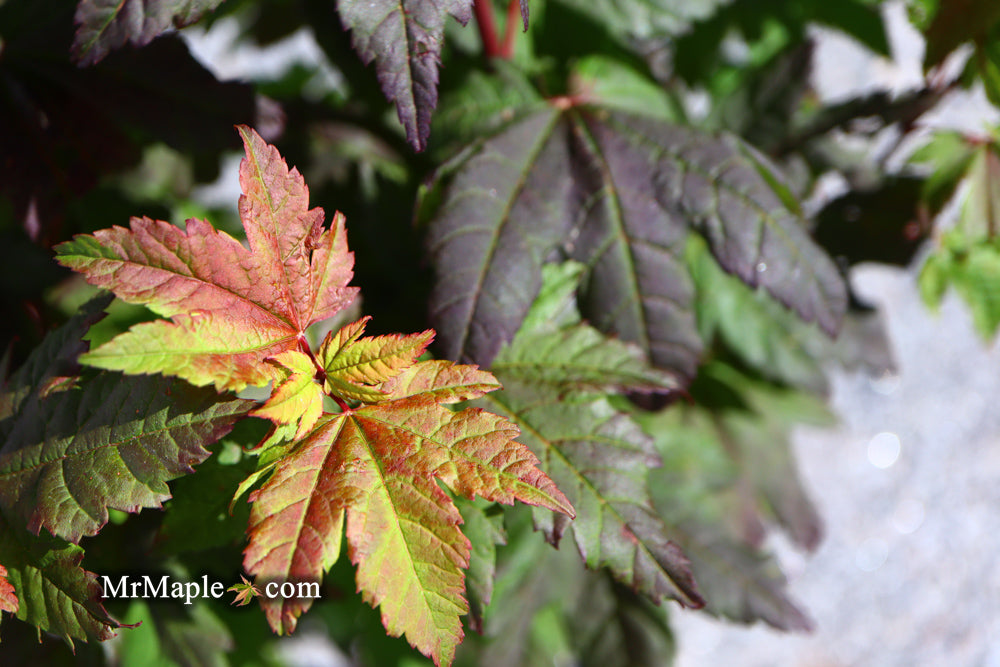 Acer circinatum 'Burgundy Jewel' Japanese Maple