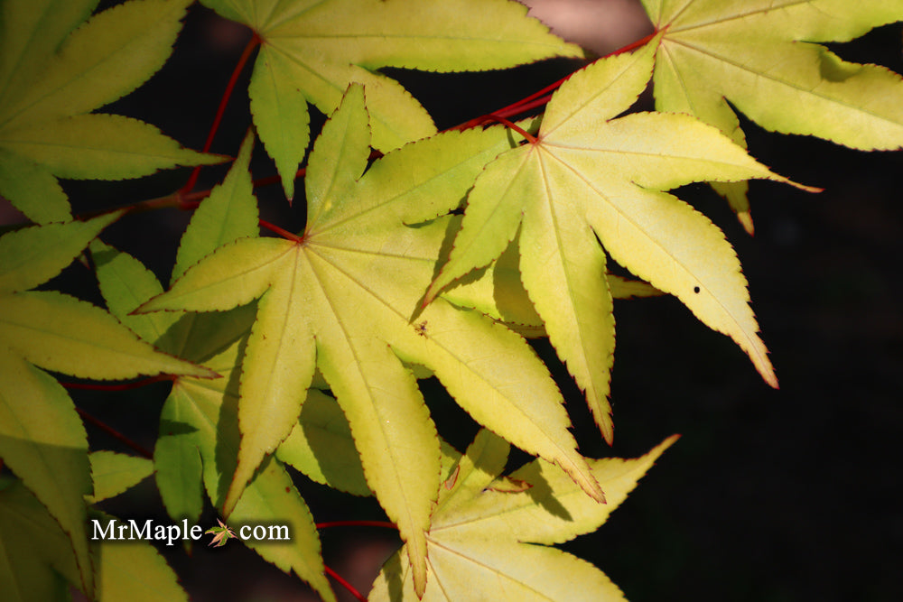 Acer palmatum 'Usu midori' Japanese Maple