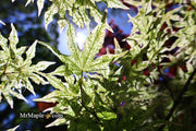 - Acer palmatum 'Ukigumo' Floating Clouds Japanese Maple - Mr Maple │ Buy Japanese Maple Trees
