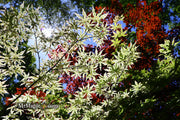 - Acer palmatum 'Ukigumo' Floating Clouds Japanese Maple - Mr Maple │ Buy Japanese Maple Trees