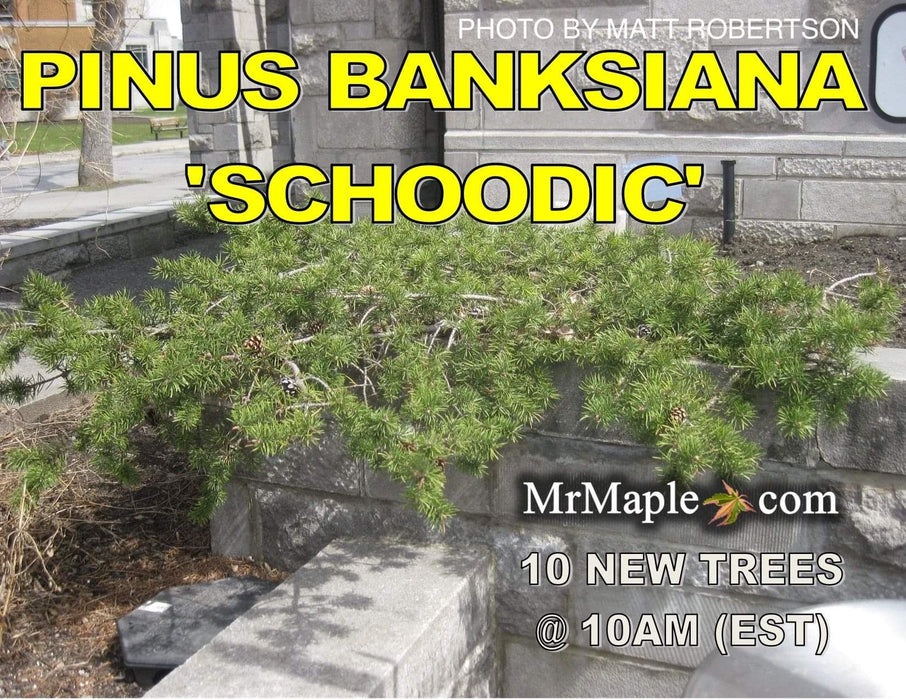 Pinus banksiana 'Schoodic' Spreading Jack Pine