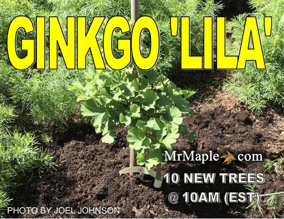 Ginkgo biloba 'Lila' Dwarf Ginkgo Tree