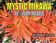 - Acer palmatum 'Mystic Mikawa' Miniature Japanese Maple - Mr Maple │ Buy Japanese Maple Trees