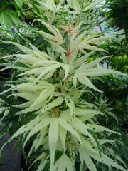 - Acer palmatum 'Snow Kitten' Japanese Maple - Mr Maple │ Buy Japanese Maple Trees