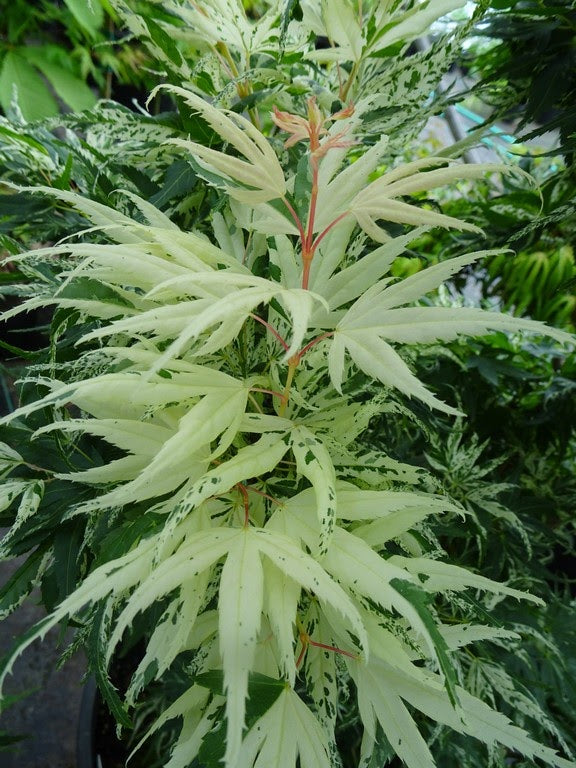 - Acer palmatum 'Snow Kitten' Japanese Maple - Mr Maple │ Buy Japanese Maple Trees