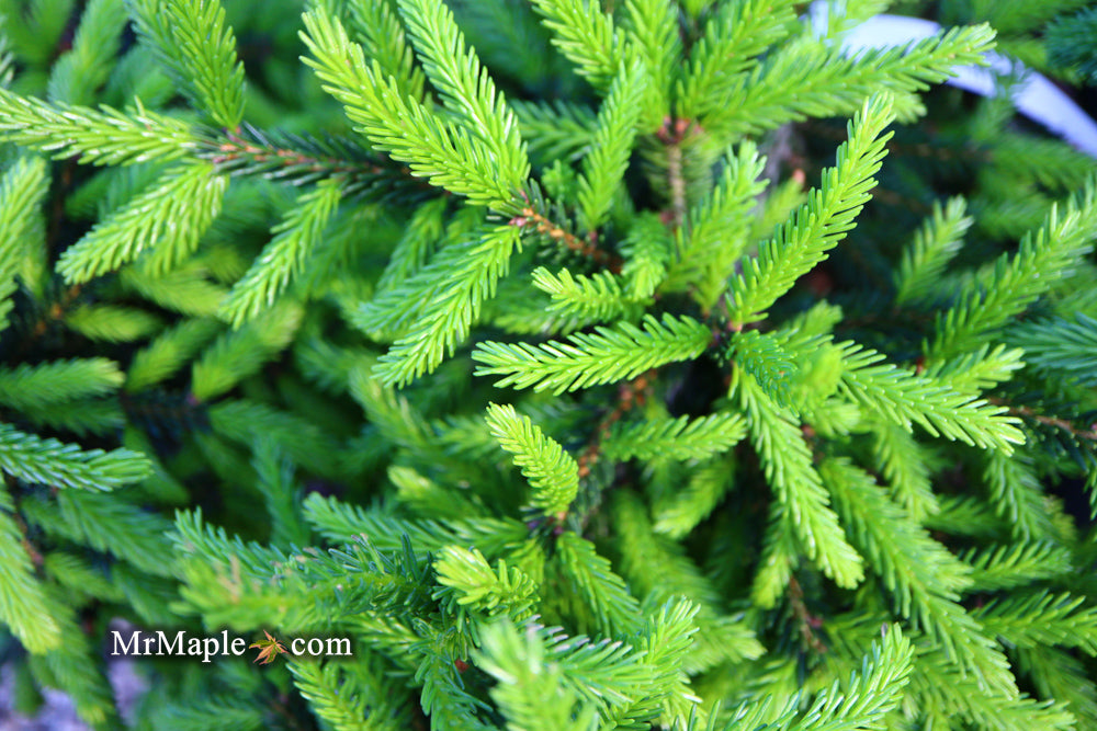 Picea orientalis 'Nigra Compacta' Dwarf Oriental Spruce