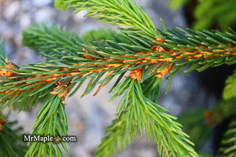 Picea abies 'Aarburg' Weeping Norway Spruce