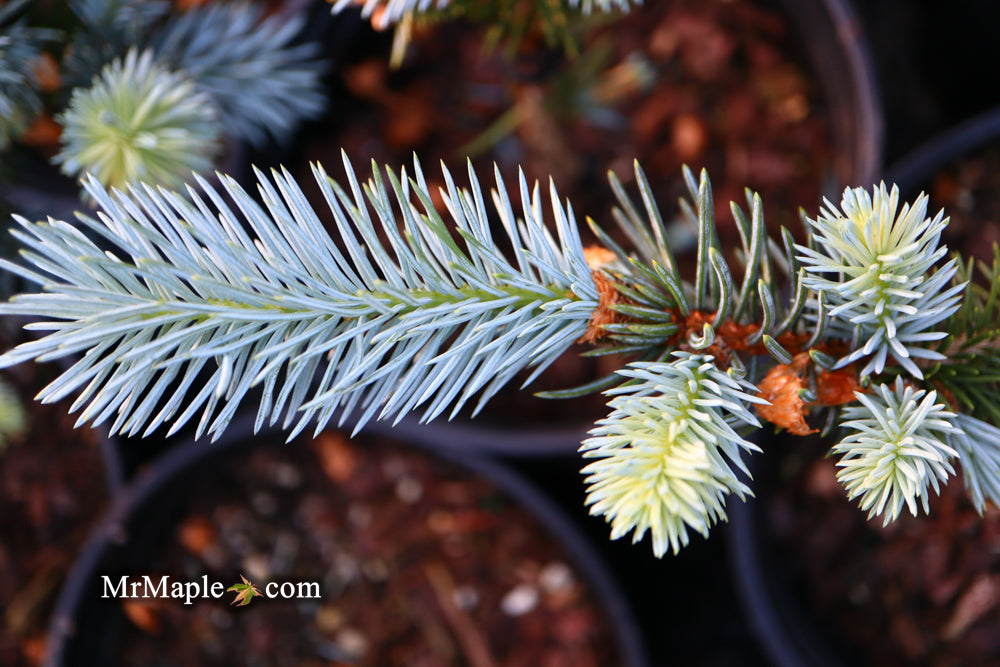 Picea pungens ‘Hoopsii' Colorado Spruce