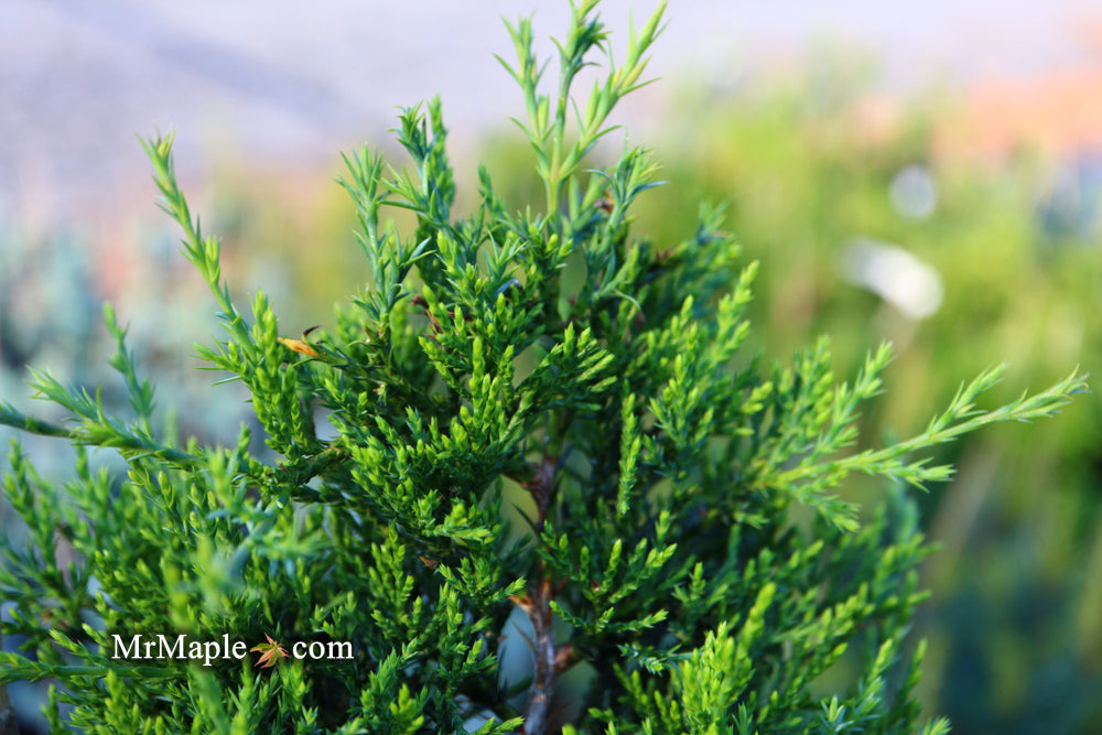 Juniperus virginiana 'Emerald Sentinel' Eastern Red Cedar