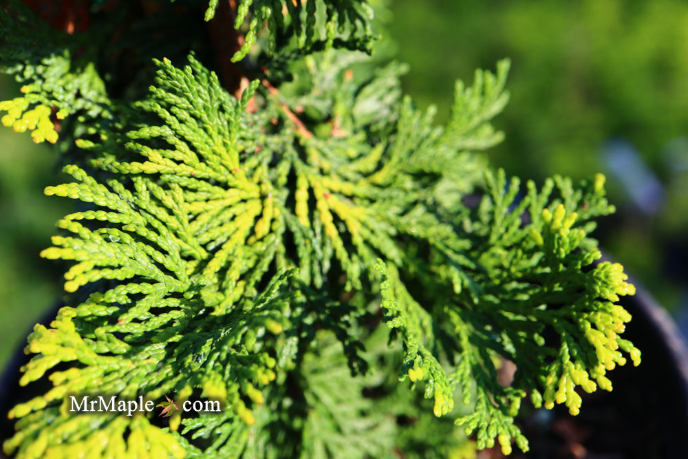 Chamaecyparis obtusa 'Confucius’ Golden Hinoki Cypress