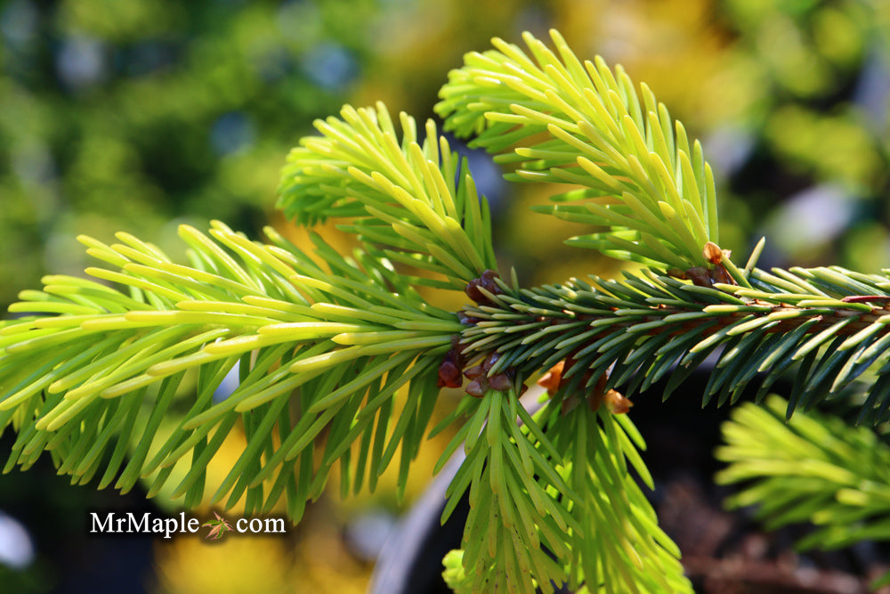Picea abies 'Gold Drift' Weeping Golden Norway Spruce