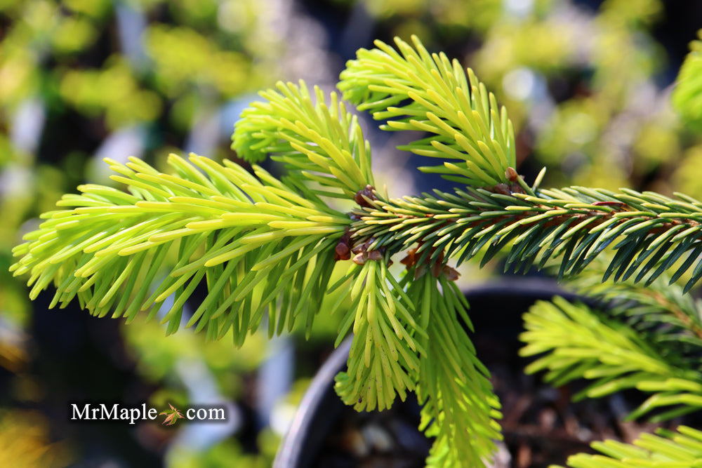 Picea abies 'Gold Drift' Weeping Golden Norway Spruce