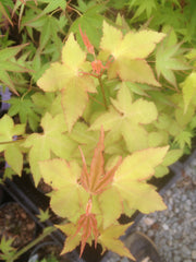 - Acer oliverianum 'Hot Blonde' Golden Japanese Maple - Mr Maple │ Buy Japanese Maple Trees