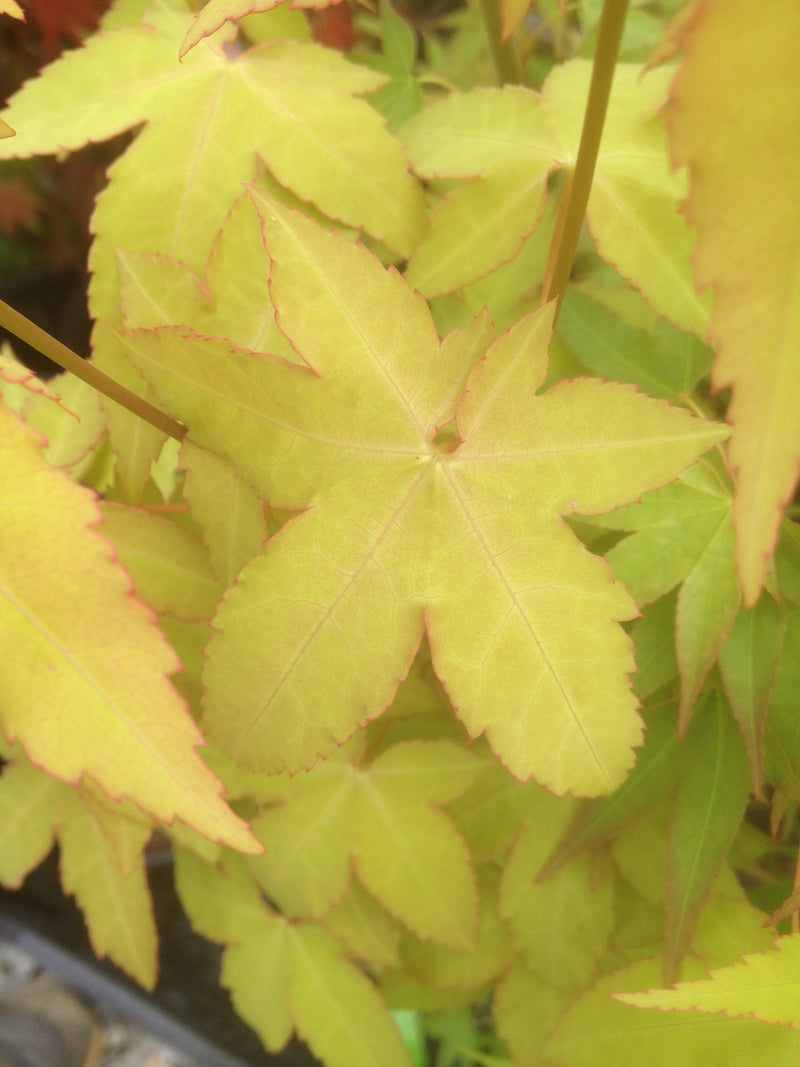 - Acer oliverianum 'Hot Blonde' Golden Japanese Maple - Mr Maple │ Buy Japanese Maple Trees